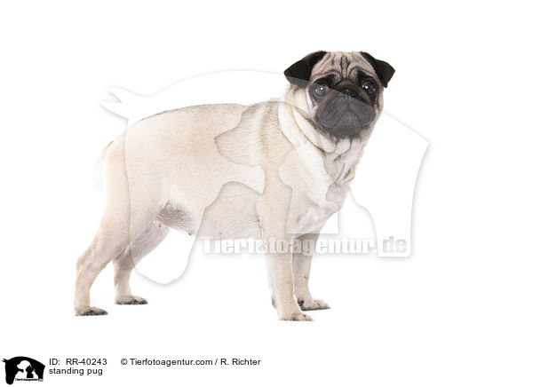 stehender Mops / standing pug / RR-40243
