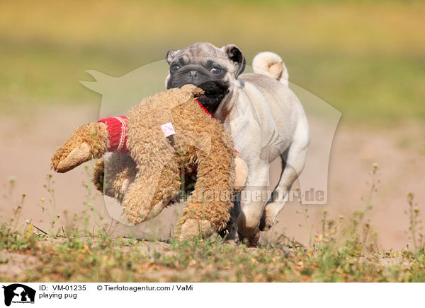 spielender Mops / playing pug / VM-01235