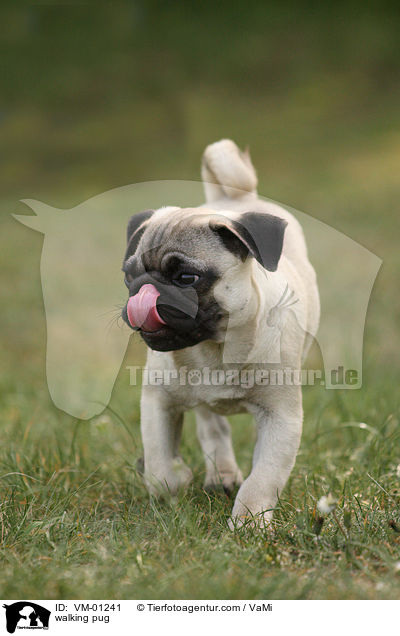 laufender Mops / walking pug / VM-01241