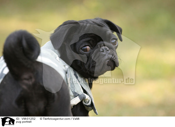 Mops Portrait / pug portrait / VM-01252