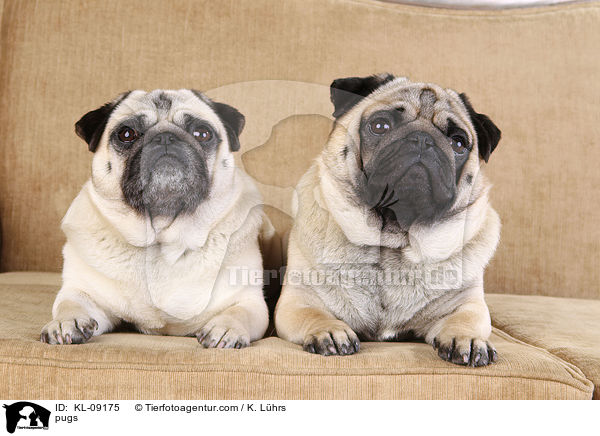 Mpse / pugs / KL-09175