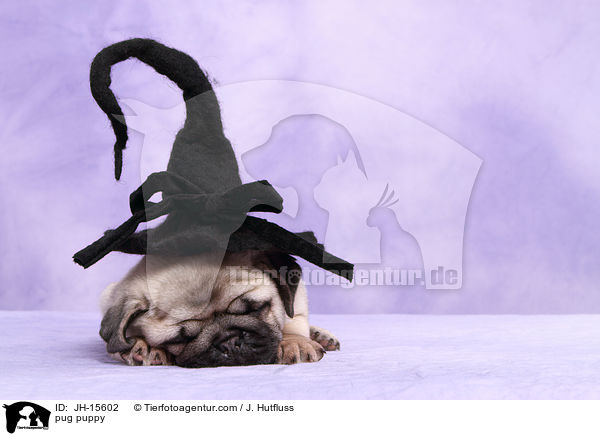 Mops Welpe / pug puppy / JH-15602