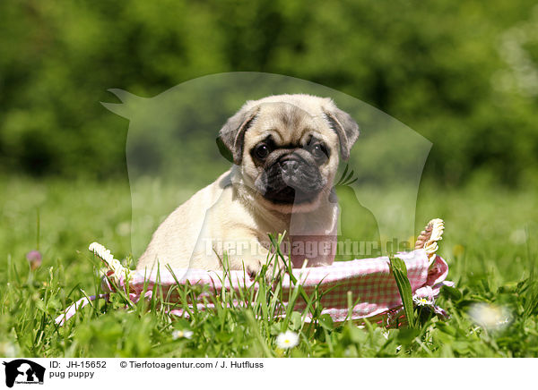 Mops Welpe / pug puppy / JH-15652