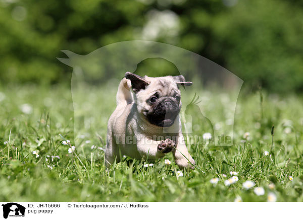 Mops Welpe / pug puppy / JH-15666