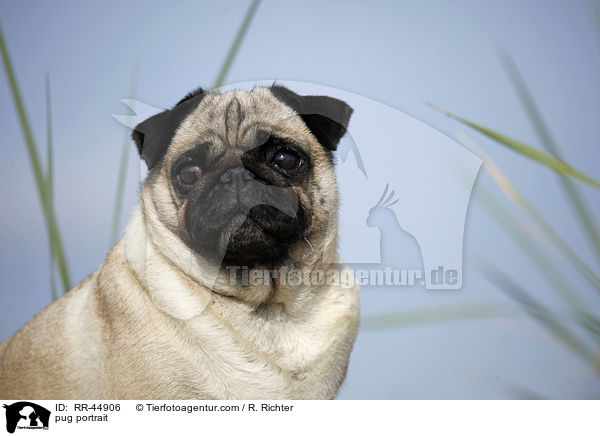 Mops Portrait / pug portrait / RR-44906