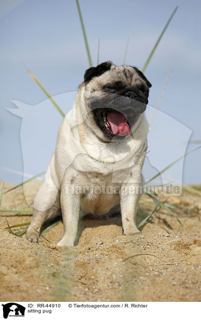 sitzender Mops / sitting pug / RR-44910