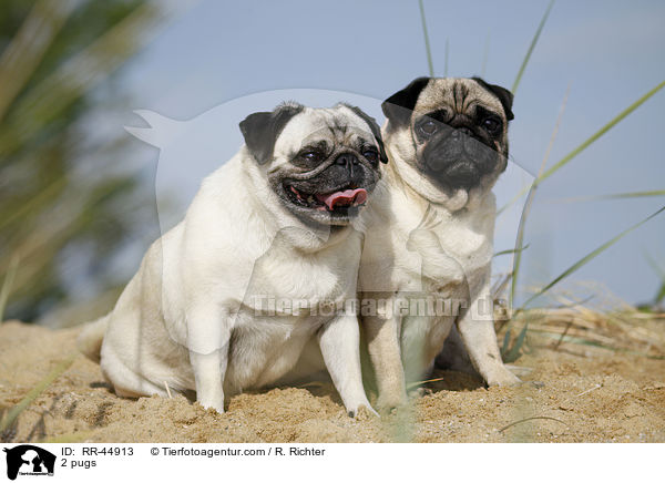 2 Mpse / 2 pugs / RR-44913