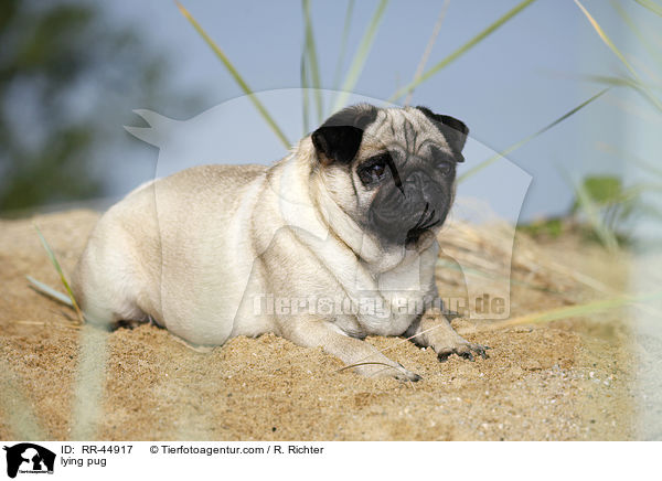 liegender Mops / lying pug / RR-44917