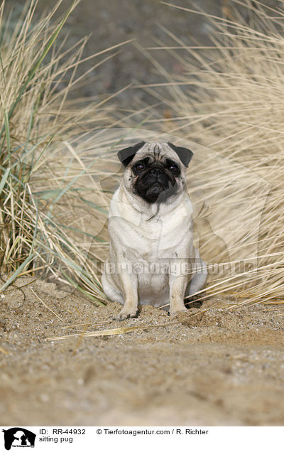 sitzender Mops / sitting pug / RR-44932