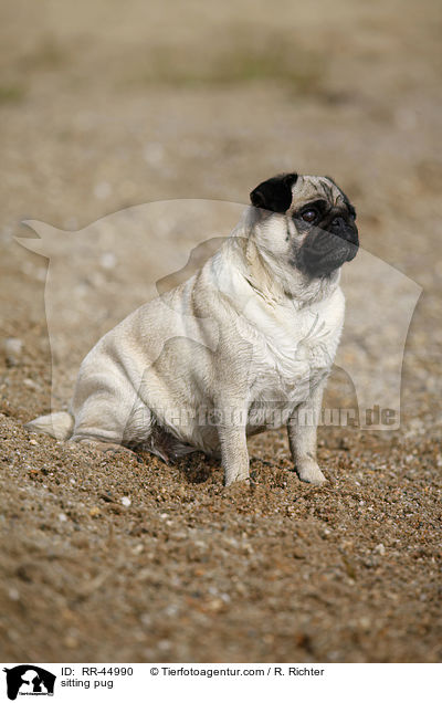 sitzender Mops / sitting pug / RR-44990