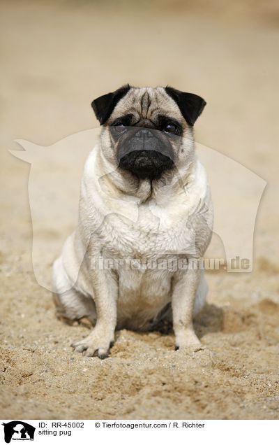 sitzender Mops / sitting pug / RR-45002