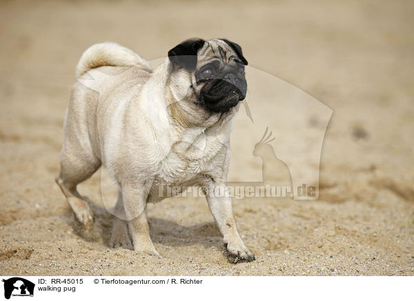 laufender Mops / walking pug / RR-45015