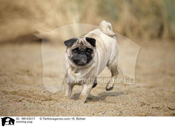 rennender Mops / running pug / RR-45017