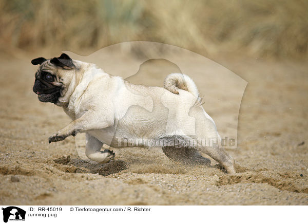 rennender Mops / running pug / RR-45019
