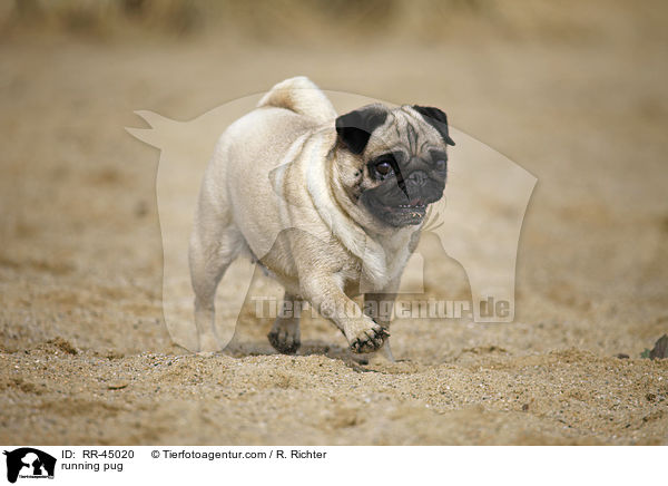 rennender Mops / running pug / RR-45020
