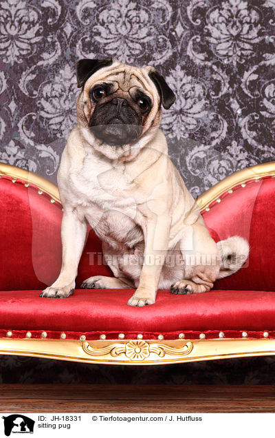 sitzender Mops / sitting pug / JH-18331