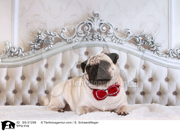 liegender Mops / lying pug / SS-31298