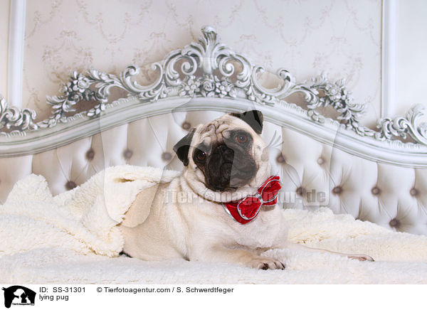 liegender Mops / lying pug / SS-31301