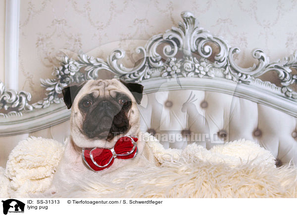 liegender Mops / lying pug / SS-31313