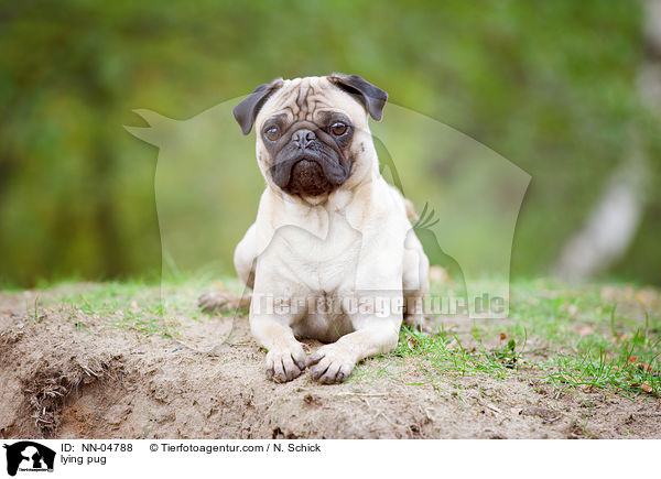 liegender Mops / lying pug / NN-04788