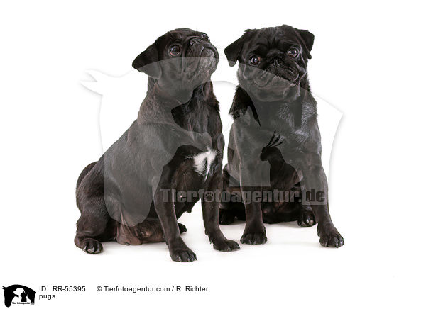Mpse / pugs / RR-55395