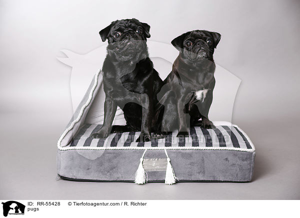 Mpse / pugs / RR-55428