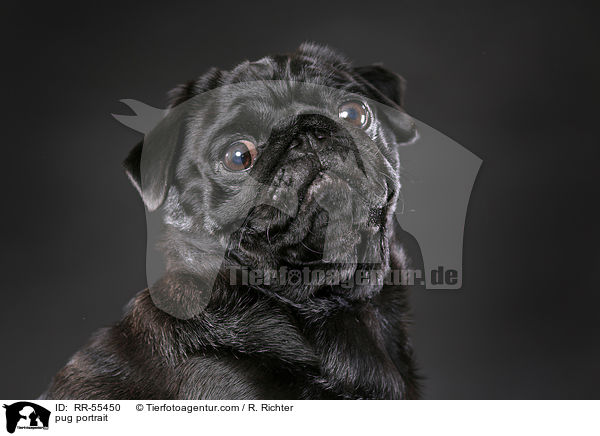 Mops Portrait / pug portrait / RR-55450