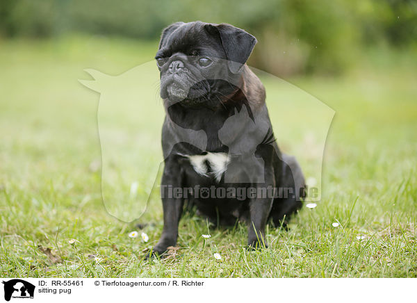 sitzender Mops / sitting pug / RR-55461