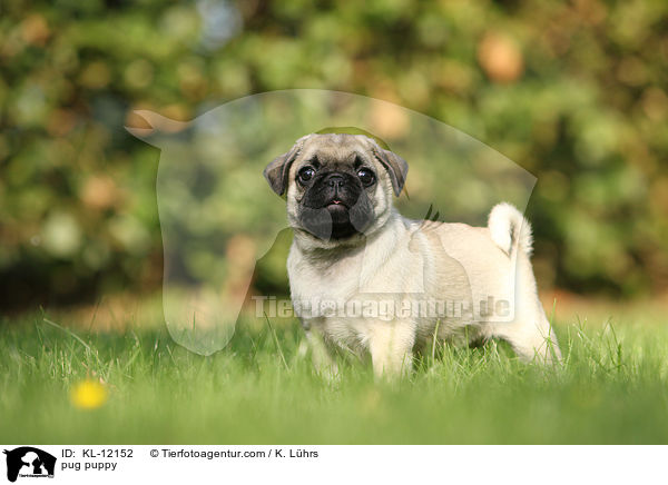 Mops Welpe / pug puppy / KL-12152