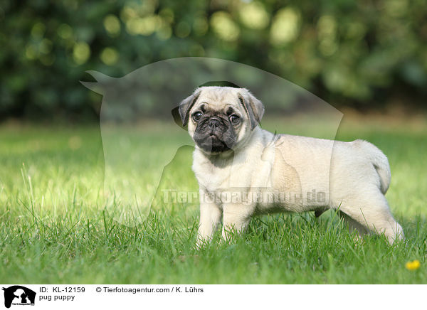 Mops Welpe / pug puppy / KL-12159