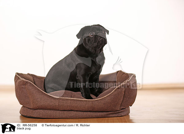 schwarzer Mops / black pug / RR-56258