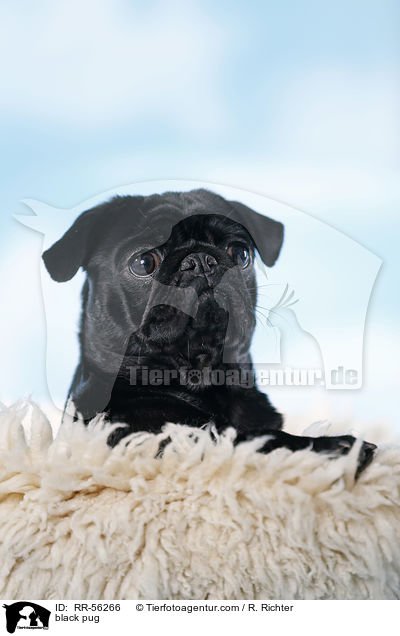 schwarzer Mops / black pug / RR-56266