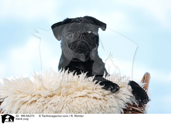 schwarzer Mops / black pug / RR-56270