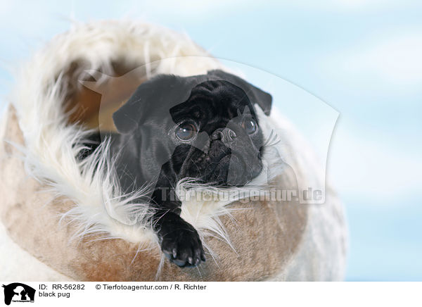 schwarzer Mops / black pug / RR-56282