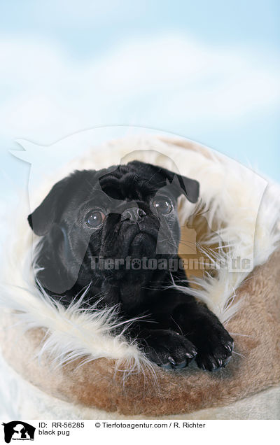 black pug / RR-56285