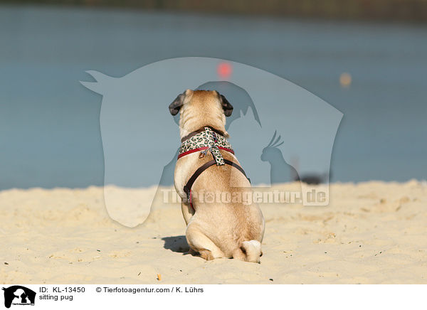 sitzender Mops / sitting pug / KL-13450