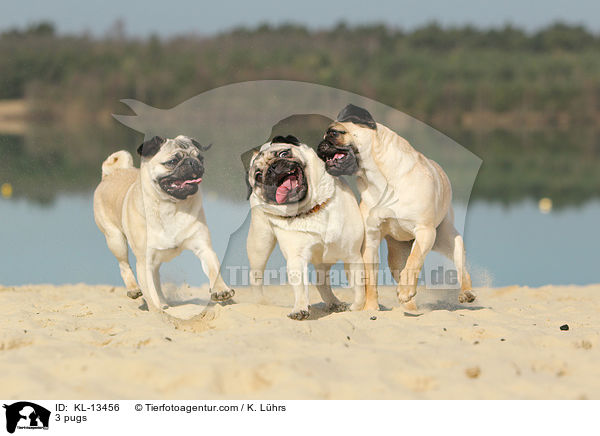 3 Mpse / 3 pugs / KL-13456