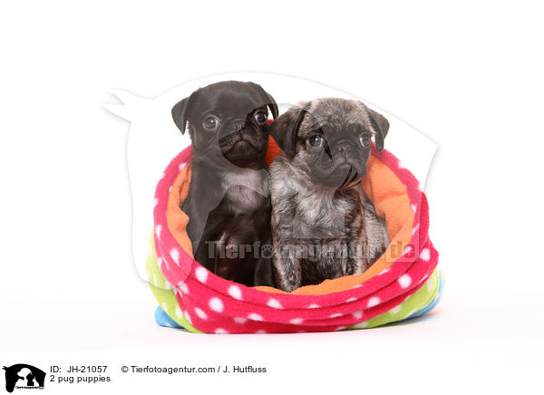 2 Mops Welpen / 2 pug puppies / JH-21057