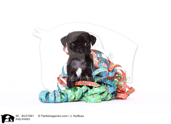 Mops Welpe / pug puppy / JH-21061
