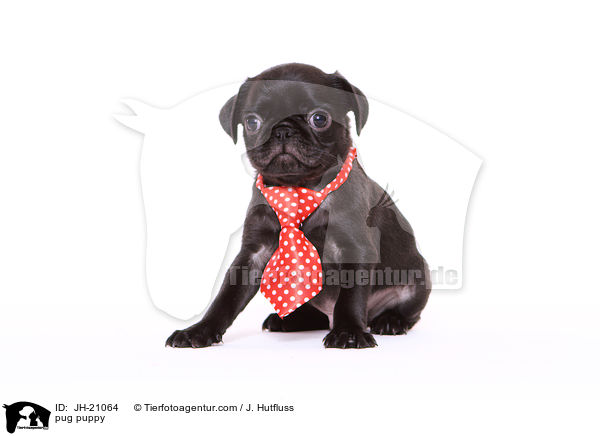 Mops Welpe / pug puppy / JH-21064