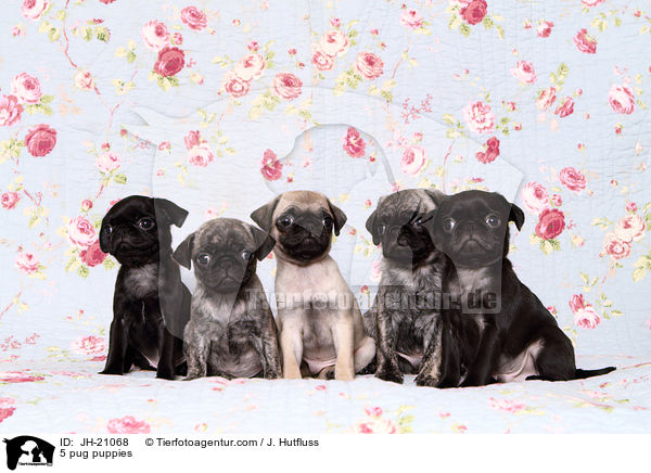 5 Mops Welpen / 5 pug puppies / JH-21068