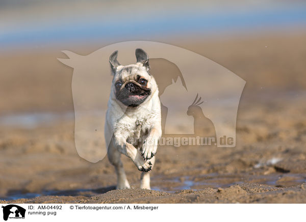 running pug / AM-04492