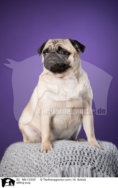 sitzender Mops / sitting pug / NN-13305