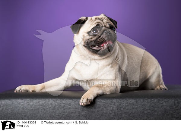 liegender Mops / lying pug / NN-13308