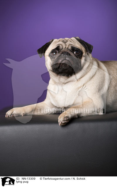 liegender Mops / lying pug / NN-13309