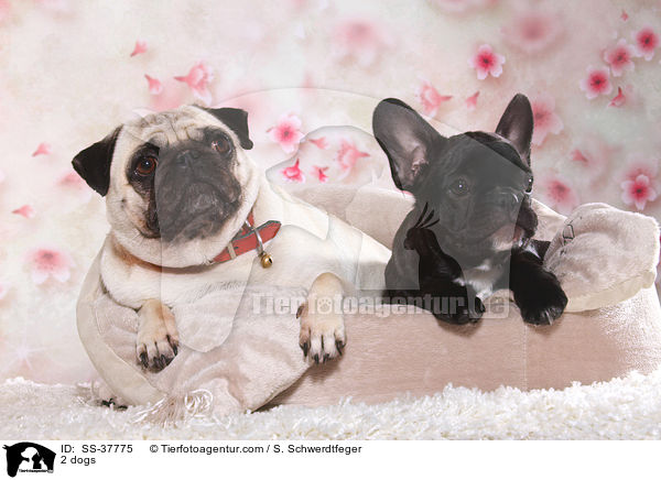 2 Hunde / 2 dogs / SS-37775