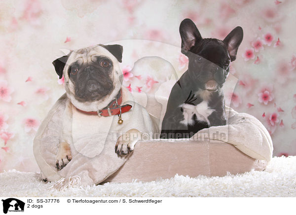 2 Hunde / 2 dogs / SS-37776