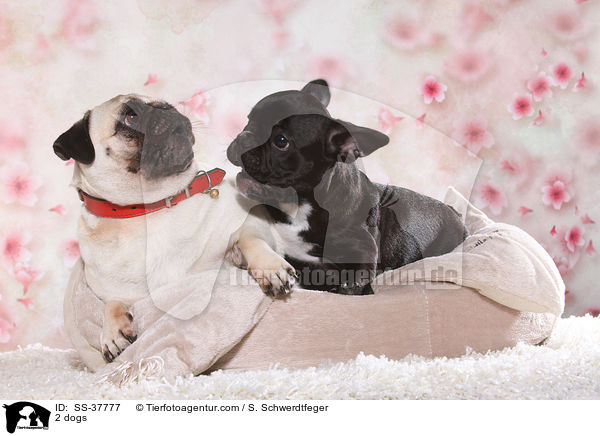 2 Hunde / 2 dogs / SS-37777