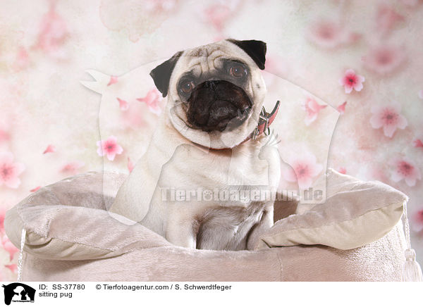 sitzender Mops / sitting pug / SS-37780