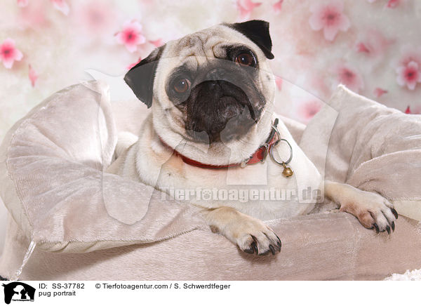 Mops Portrait / pug portrait / SS-37782